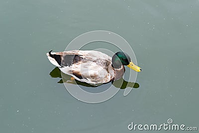 Mallard Duck male swimming in water Stock Photo